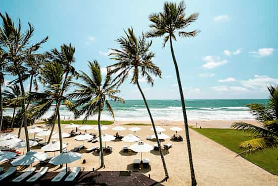En sandstrand med parasoller, liggestole og palmer foran havet under en klar himmel. (AI-genereret tekst)
