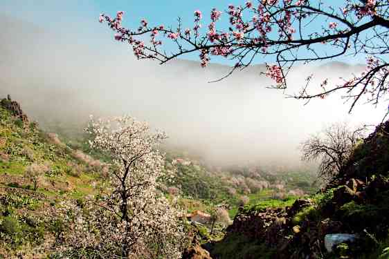 Smuk dal med blomstrende mandeltræer og tåget landskab. (AI-genereret tekst)