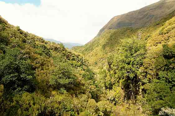En grøn skov i en dal med bjerge i baggrunden. (AI-genereret tekst)