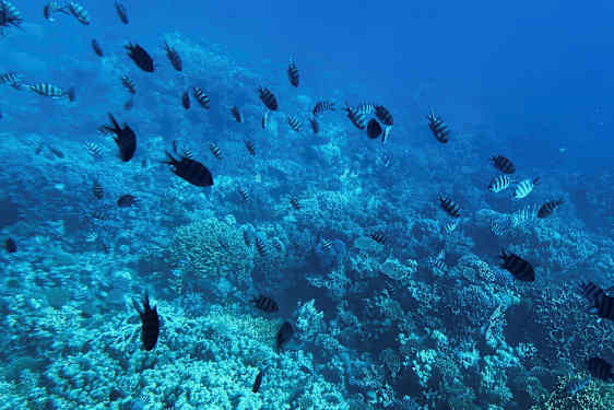 Korallrev under vandet med fisk. (AI-genereret tekst)