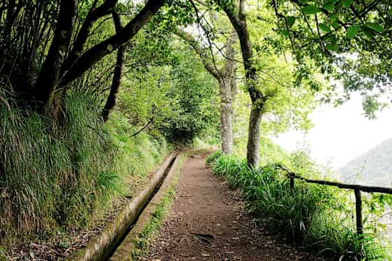 En sti omgivet af frodige træer og vegetation med en smal vandkanal ved siden af. (AI-genereret tekst)