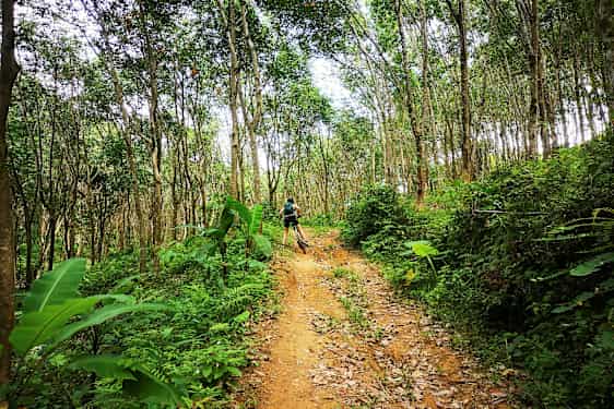 Person cykler op ad en skovsti omgivet af træer og grønt. (AI-genereret tekst)
