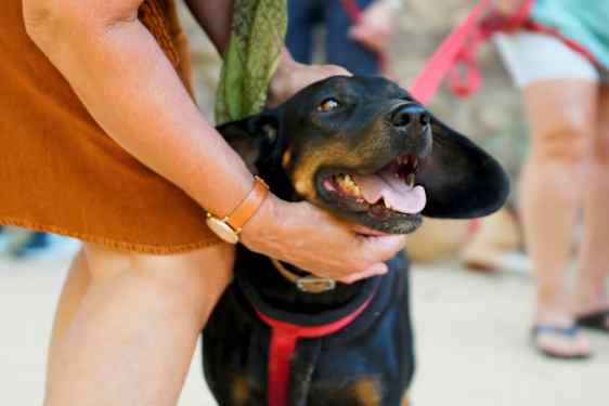 En person klapper en sort hund, som har munden åben og har en sele på. (AI-genereret tekst)