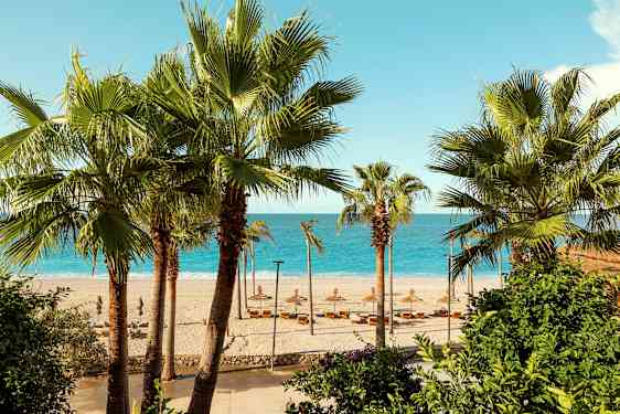 Strand med palmer i forgrunden og havet i baggrunden. (AI-genereret tekst)