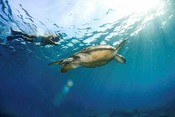 En person snorkler ved siden af en havskildpadde under vandet med sollys, der skinner igennem overfladen. (AI-genereret tekst)