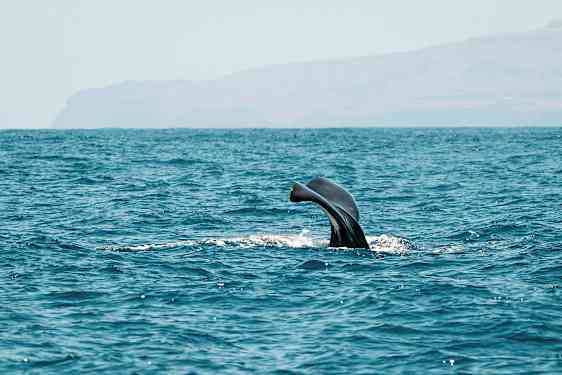 En hvalfinne ses over havets overflade. (AI-genereret tekst)