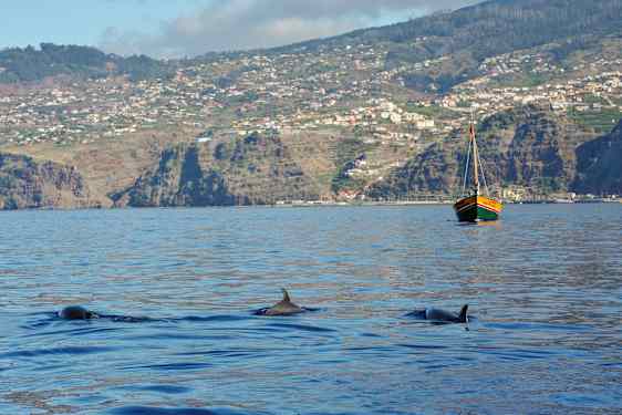 Tre delfiner svømmer i havet, med en sejlbåd og bjergrig kystlinje i baggrunden. (AI-genereret tekst)