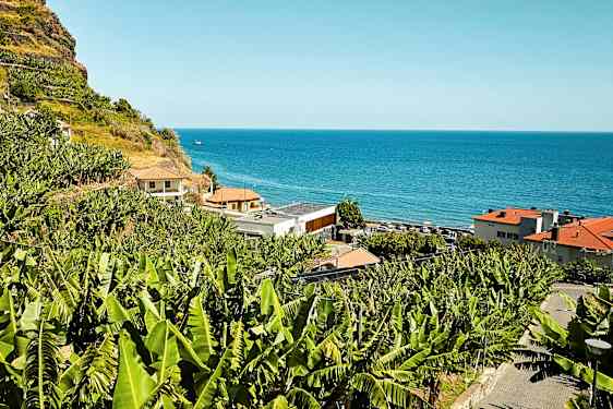 En skråning med bananplanter ved havet. (AI-genereret tekst)