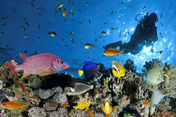 En gruppe farverige fisk og en dykker ved et koralrev. (AI-genereret tekst)