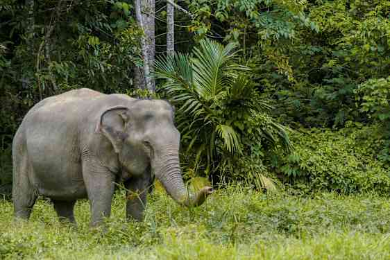 Billede af en elefant i en grøn skov. (AI-genereret tekst)