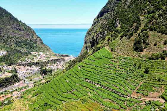 Terrasserede vinmarker på en skråning med en kystby og havet i baggrunden. (AI-genereret tekst)