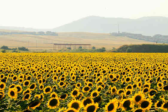 VAR Offroad Adventure (OFAD)