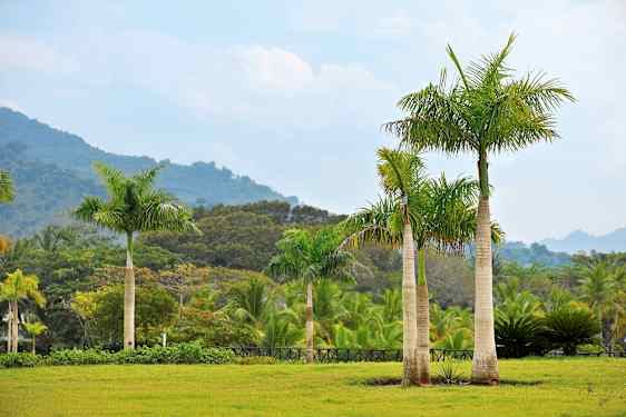 PUJ Dominican Safari (MEGA)