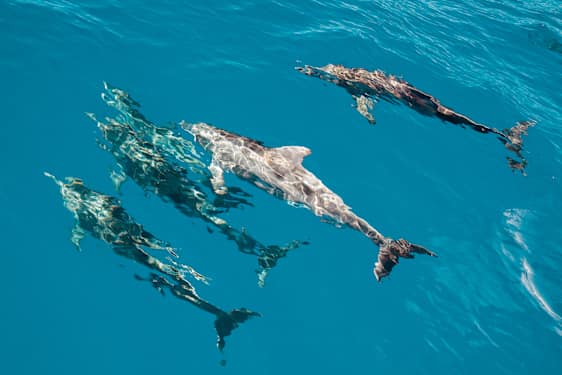 FNC Rota Dos Cetareos - Looking for Dolphins (ROCE)