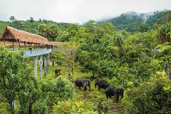 HKT Phuket Elephant Sanctuary – Hands off Experience Morning (ELP2)