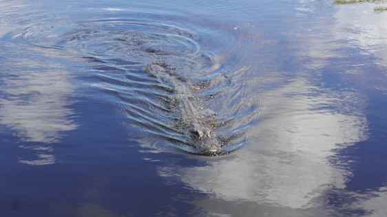 Alligator i Everglades ligger i vandoverfladen