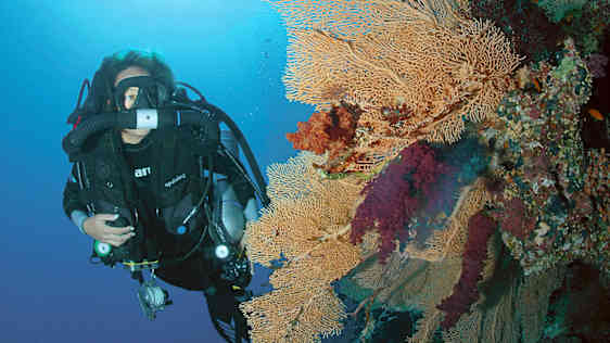 Dykkerrejser hos Spies