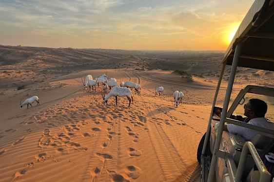 På jeepsafari i Al Wadi-ørkenen