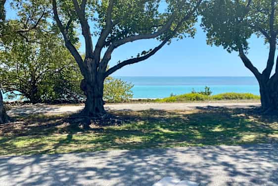 Træer ved en strand