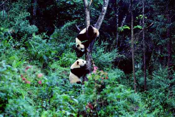Pandaer nyder livet