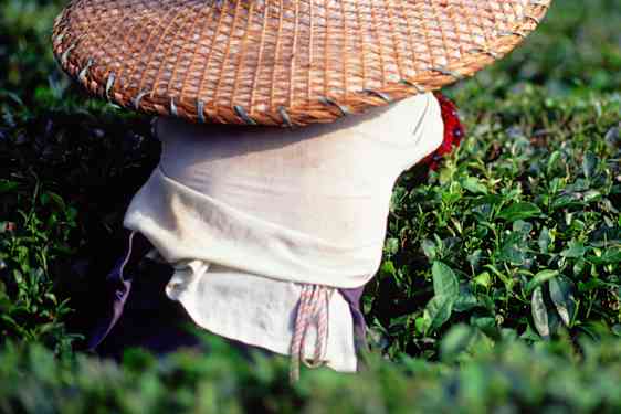 Teplantager i Guangxi