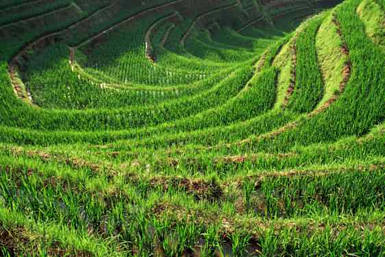 Teplantager i Guangxi