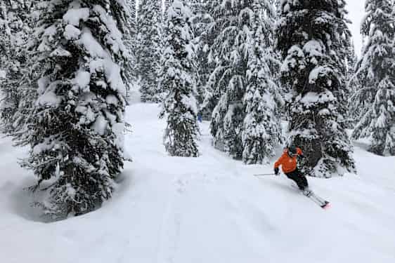 Skiløb mellem træerne, Revelstoke
