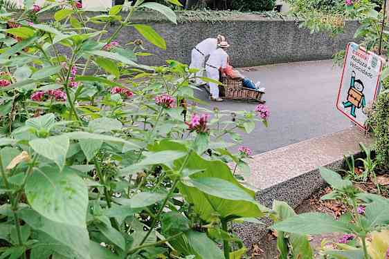 Klassisk Monte-slæde i Funchal