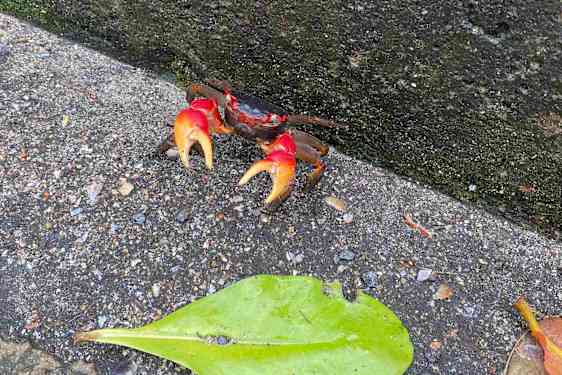 Landkrebbe på vej til Anse Parnell