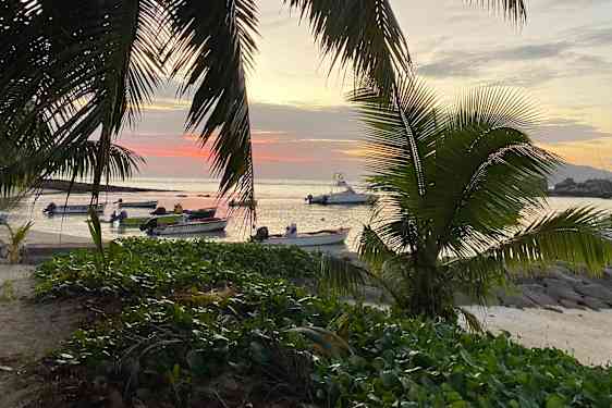 Solnedgang med palmer og vand