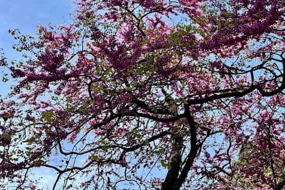 træ med blomster på