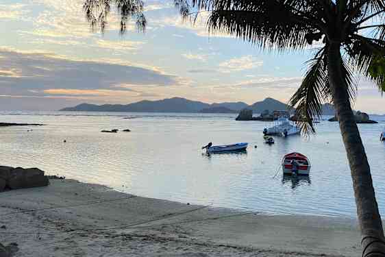 Strand, palmer og vand