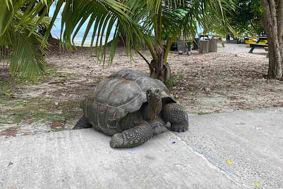 Kæmpeskildpadde på Seychellerne