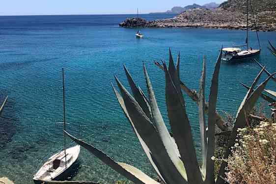 Aloe vera plante ved kysten