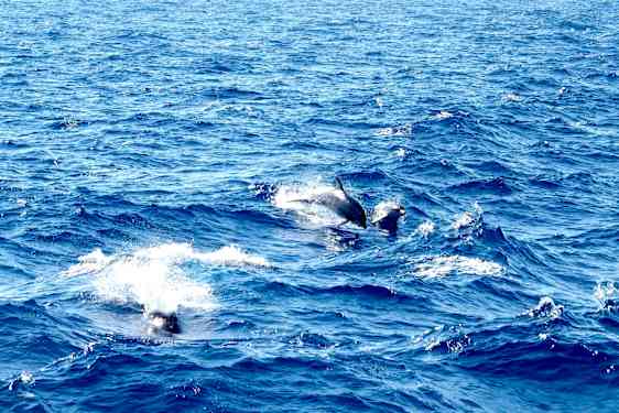 Delfiner leger i bølgerne