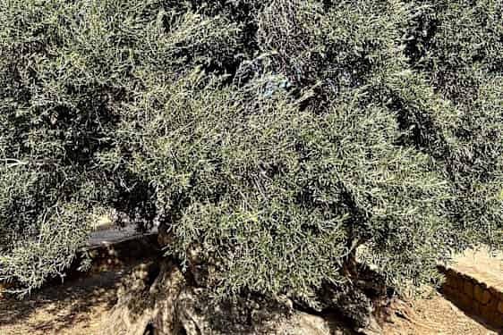 Grækenlands ældste oliventræ