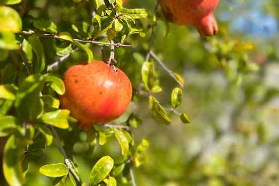 Granatæbler på Kreta