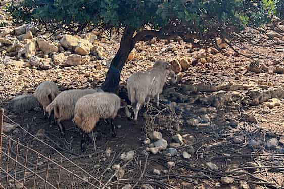 Får som står i skygge på Kreta