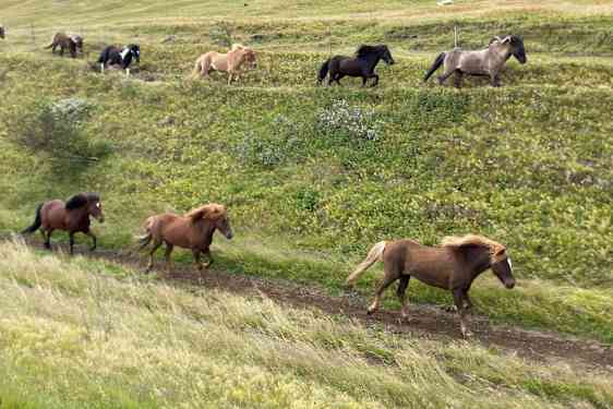 Fritlevende islandske heste i galop