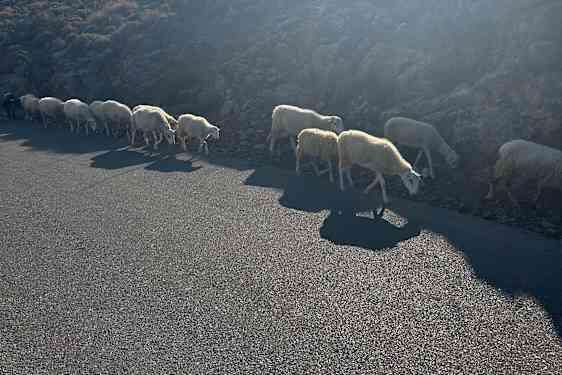 Får på vejen