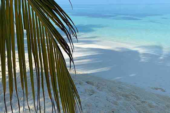 Palmeblad med strand og hav i baggrunden
