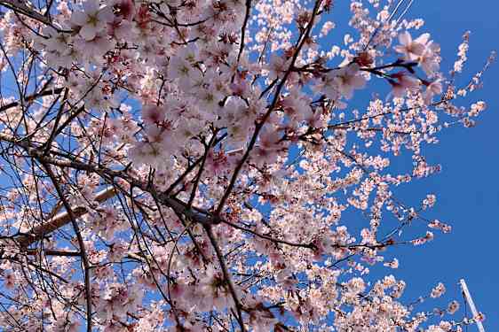 Kirsebærblomstring i Ueno!