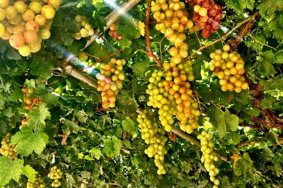 Vinmark i Omodos