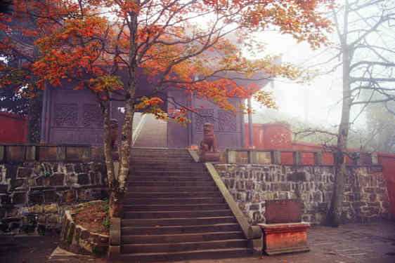 Trappe og træer med efterårsblade