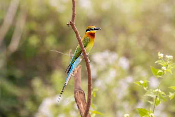 Farverig fugl sidder på en gren