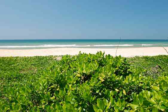 beplantning på stranden