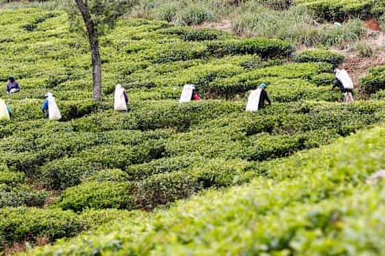Lokale på arbejde i marken