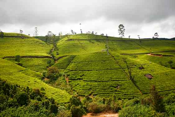 Marker og grå himmel