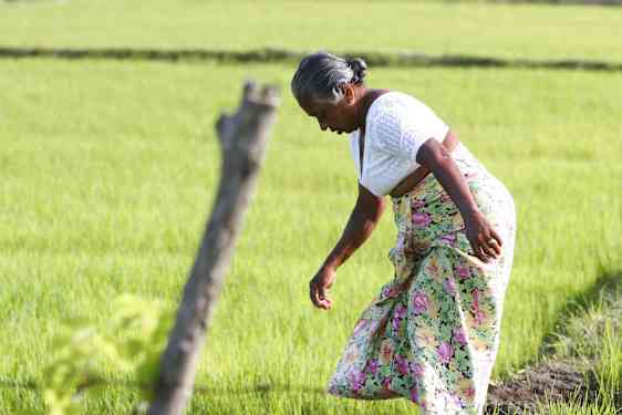 Lokal arbejder i marken