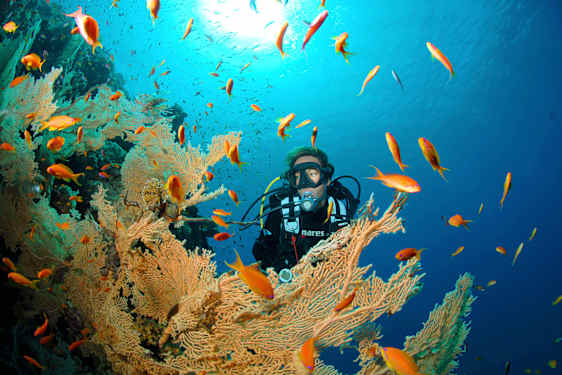 Lær at dykke på din krydstogtferie